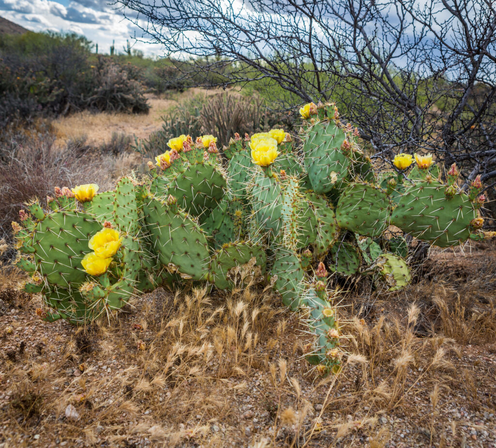 Exploring the McDowell Sonoran Preserve