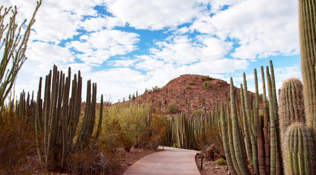 Unearthing the Desert’s Splendor at the Desert Botanical Garden