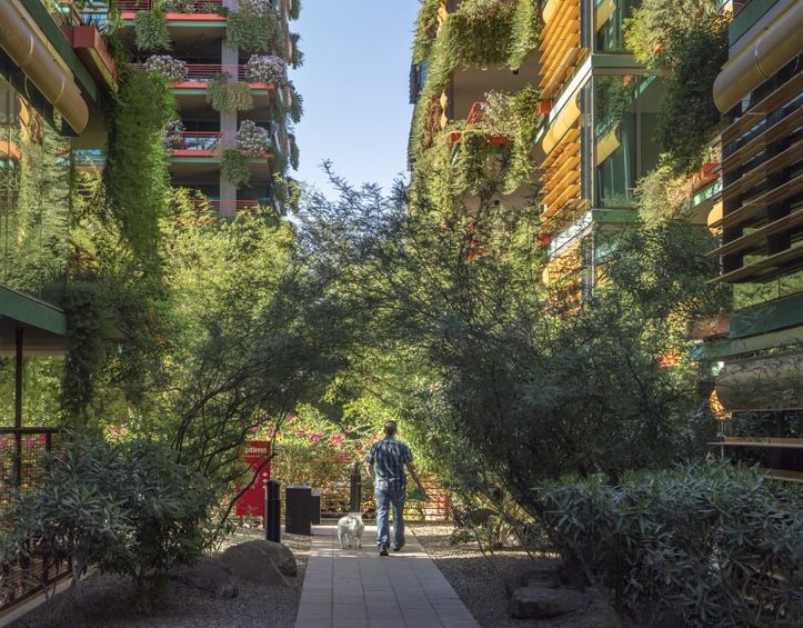 A man walks a dog through a path between two greenery-covered buildings under a clear blue sky at Optima Sonoran Village apartments.