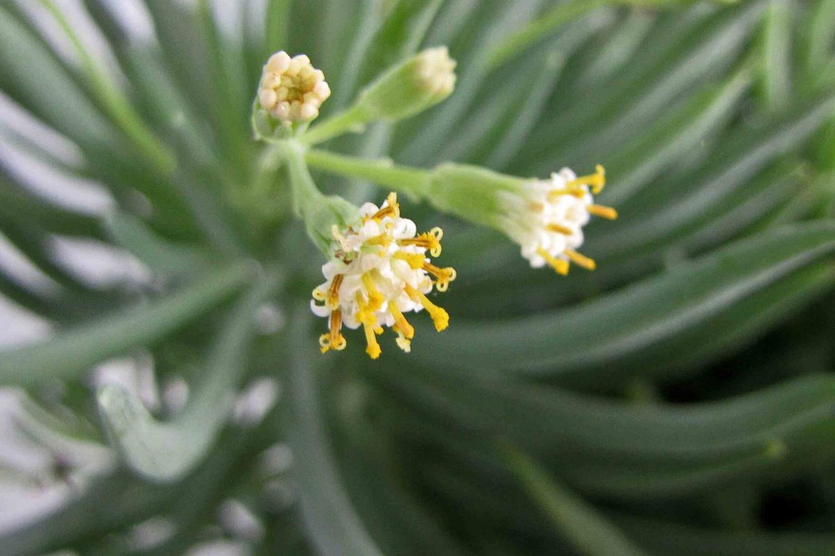 Close-up of a green succulent plant with small white and yellow flowers—perfect for low-water perennials or desert container ideas.