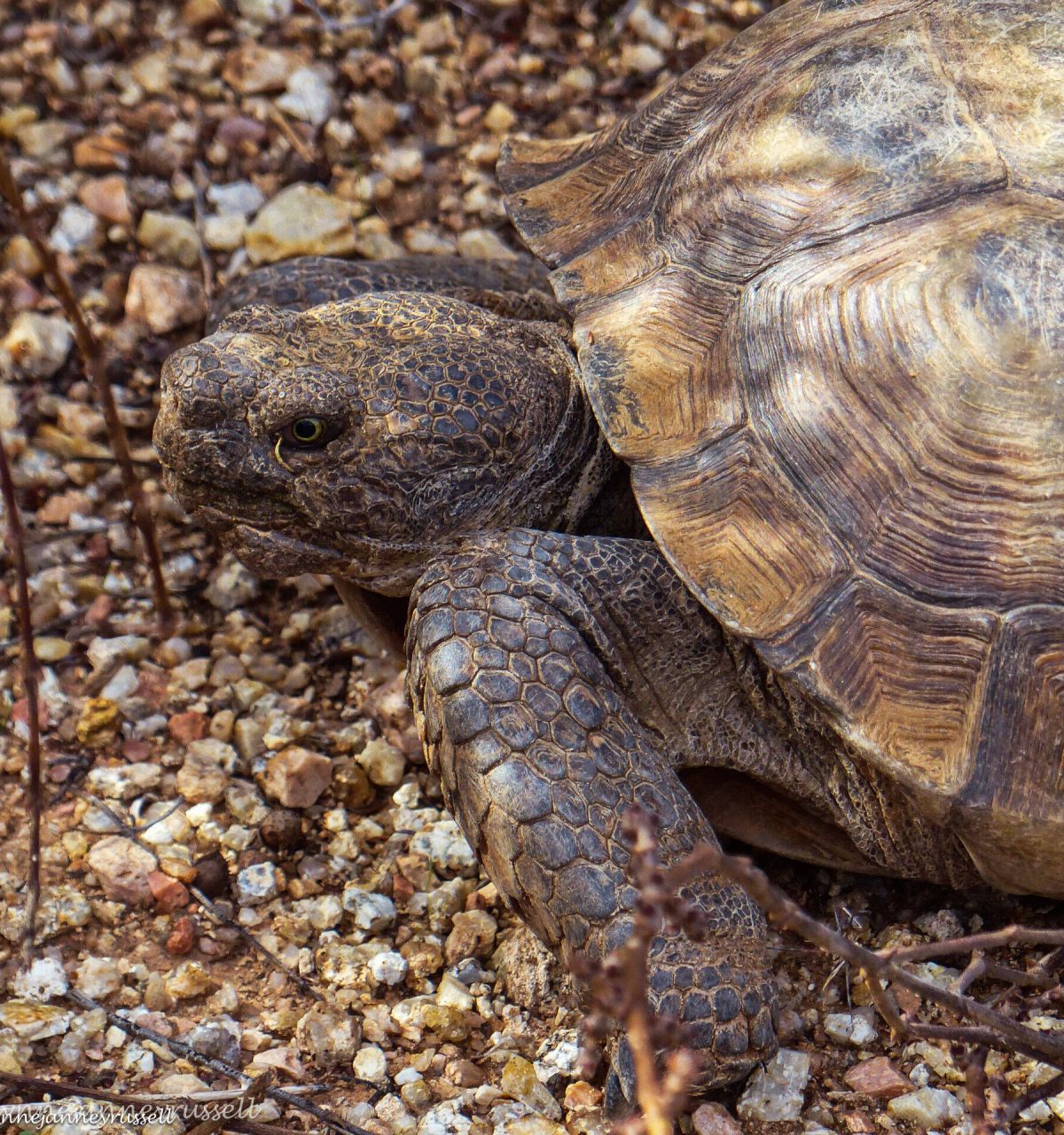 A close-up of a tortoise on rocky ground, showcasing the wonders of nature in the detailed patterns on its shell and skin.