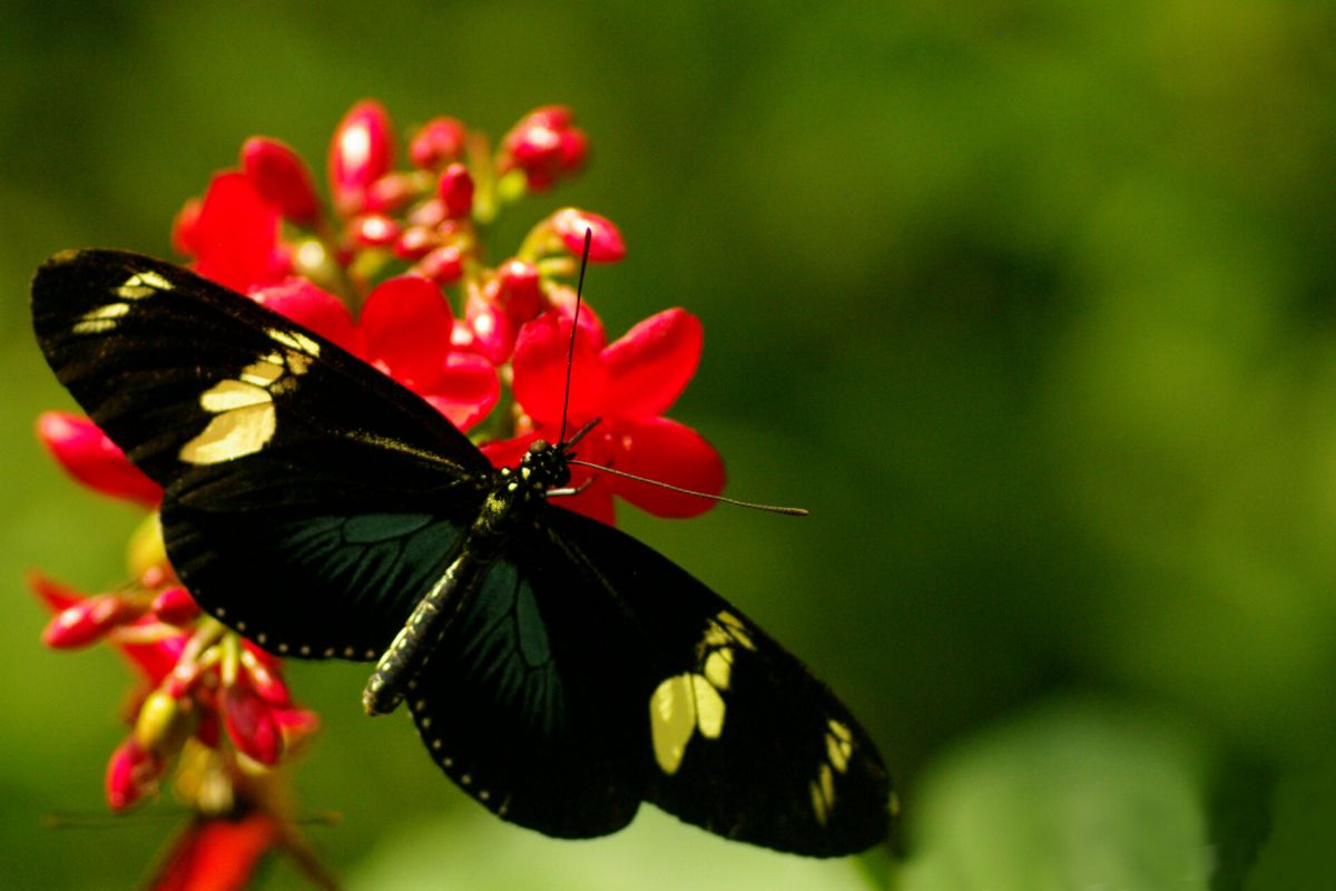 Black butterfly with yellow spots on red flowers at Arizona Boardwalk, set against a blurred green background. Memorial Day Weekend.