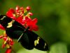 Black butterfly with yellow spots on red flowers at Arizona Boardwalk, set against a blurred green background. Memorial Day Weekend.