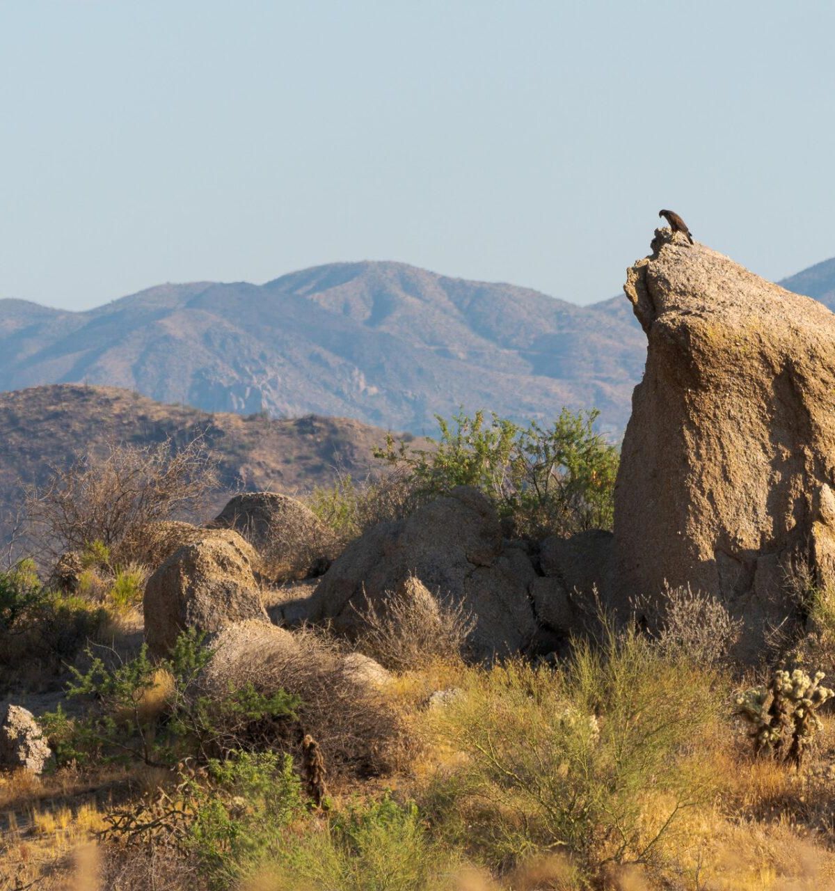 A bird is perched on a large rock in a sun-soaked, rocky landscape with mountains in the background, evoking Scottsdale in fall.