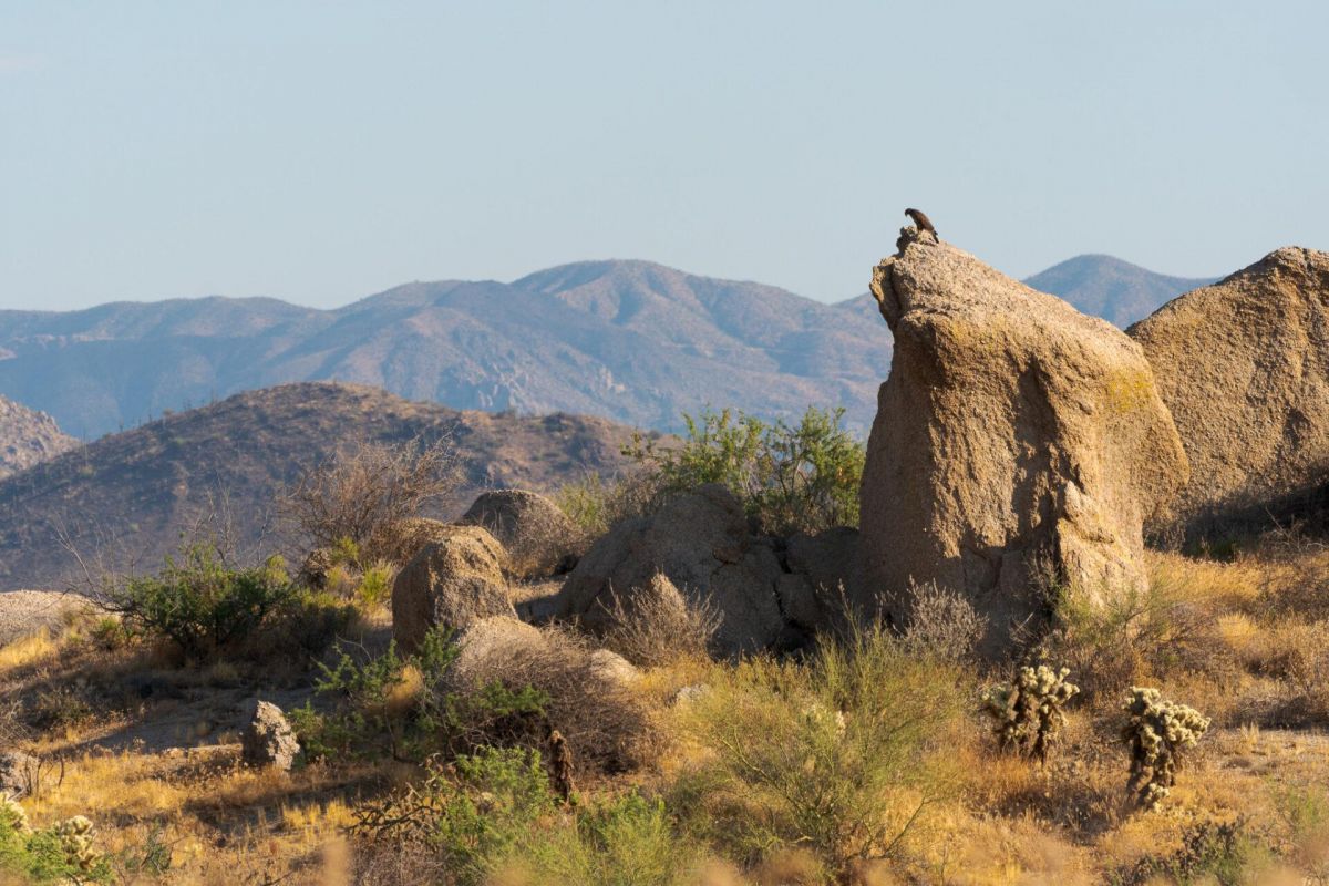 A bird is perched on a large rock in a sun-soaked, rocky landscape with mountains in the background, evoking Scottsdale in fall.