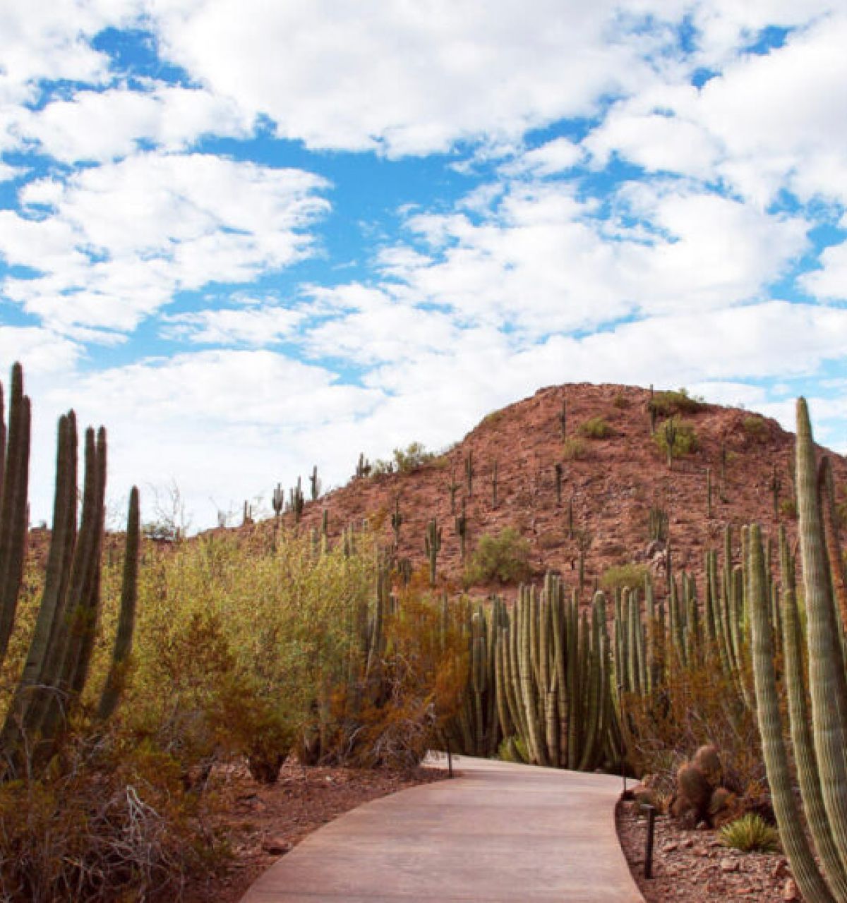 A winding path through tall cacti showcases desert splendor beneath a partly cloudy sky in this scenic landscape.