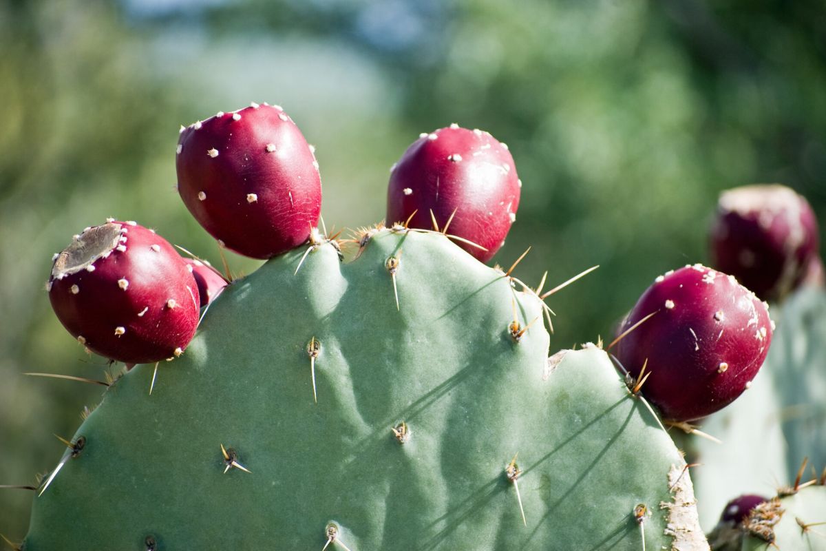 Close-up of prickly pear cactus with several red fruit growing on its green, flat pads—classic fall flavors of the Sonoran desert.