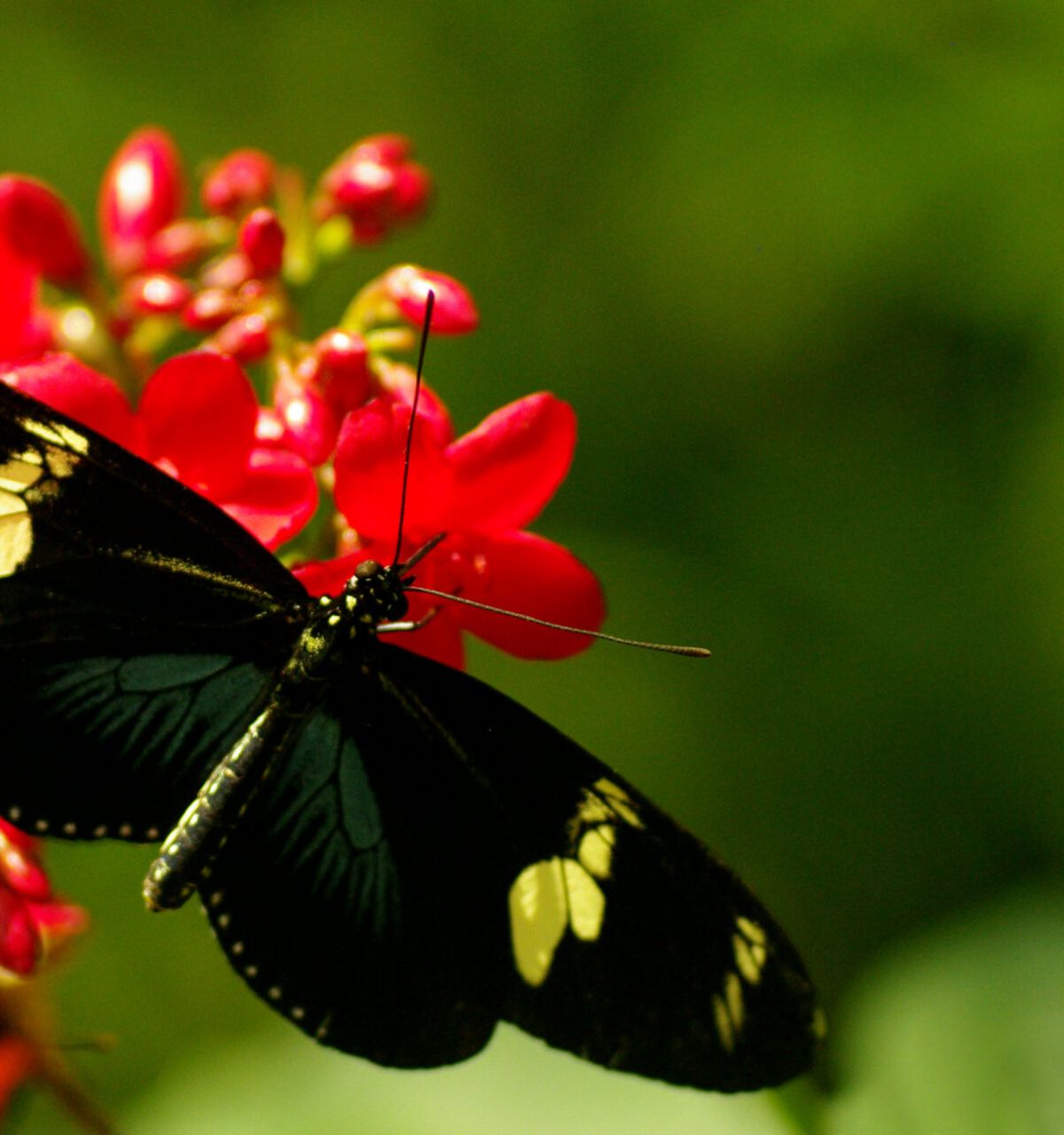 Black butterfly with yellow spots on red flowers at Arizona Boardwalk, set against a blurred green background. Memorial Day Weekend.