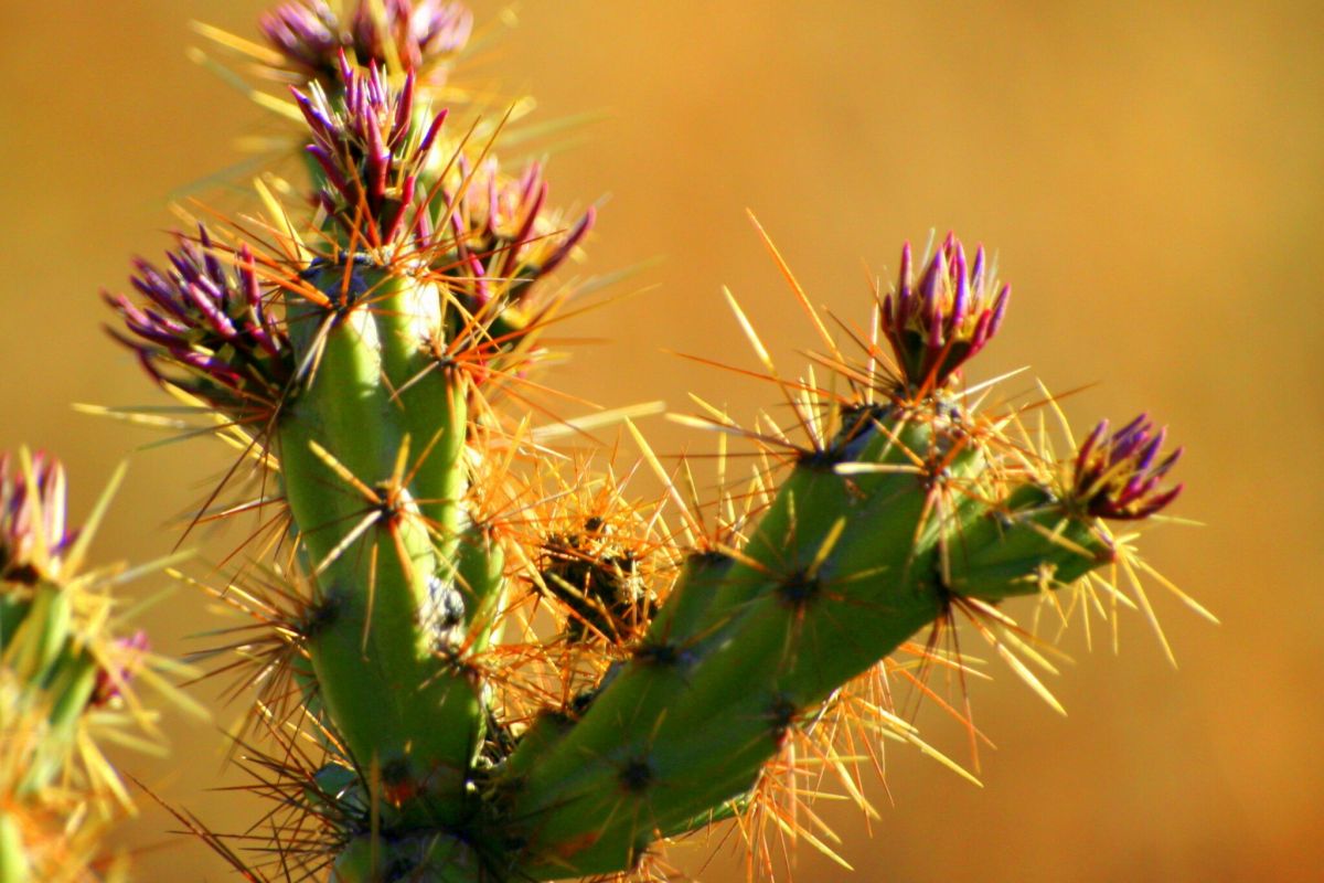 Close-up of a green cactus with long yellow spines and purple-tipped buds, capturing Spring Desert Blooms against a blurred brown background.