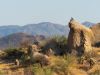 A bird is perched on a large rock in a sun-soaked, rocky landscape with mountains in the background, evoking Scottsdale in fall.