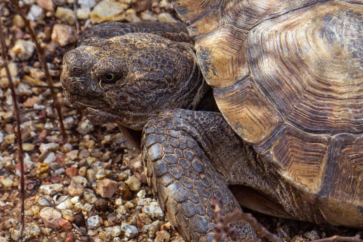 A close-up of a tortoise on rocky ground, showcasing the wonders of nature in the detailed patterns on its shell and skin.