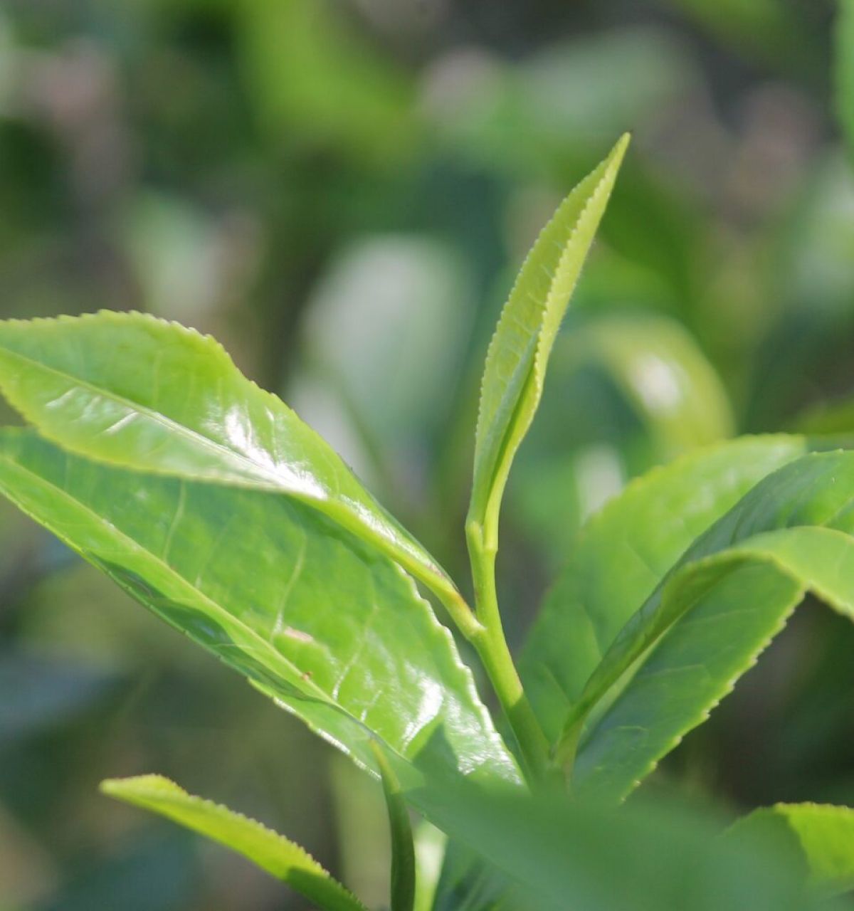 Close-up of fresh green tea leaves, highlighting the wellness benefits of tea against a blurred green background.
