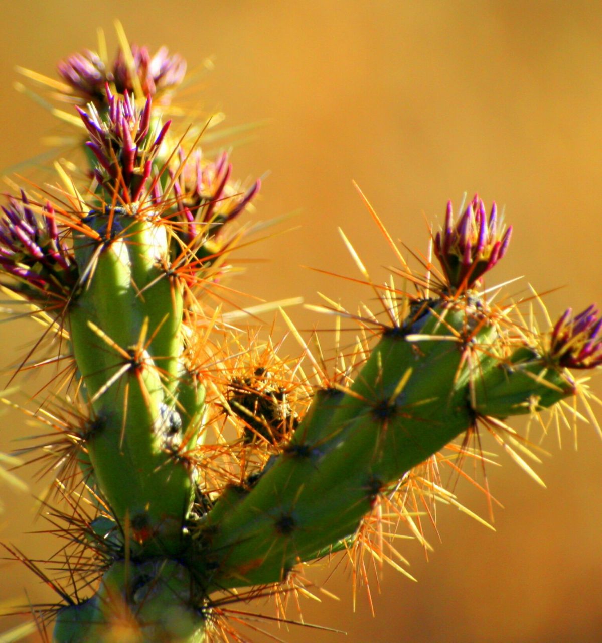 Close-up of a green cactus with long yellow spines and purple-tipped buds, capturing Spring Desert Blooms against a blurred brown background.