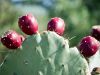 Close-up of prickly pear cactus with several red fruit growing on its green, flat pads—classic fall flavors of the Sonoran desert.