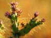 Close-up of a green cactus with long yellow spines and purple-tipped buds, capturing Spring Desert Blooms against a blurred brown background.