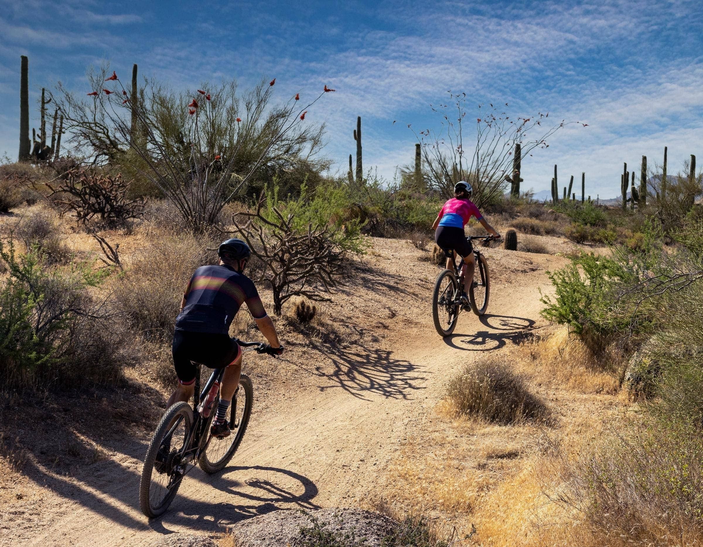 Two cyclists ride mountain bikes on a sandy desert trail surrounded by cacti and dry shrubs under a blue sky.