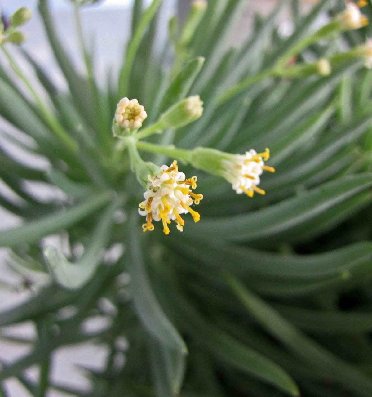 Close-up of a green succulent plant with small white and yellow flowers—perfect for low-water perennials or desert container ideas.