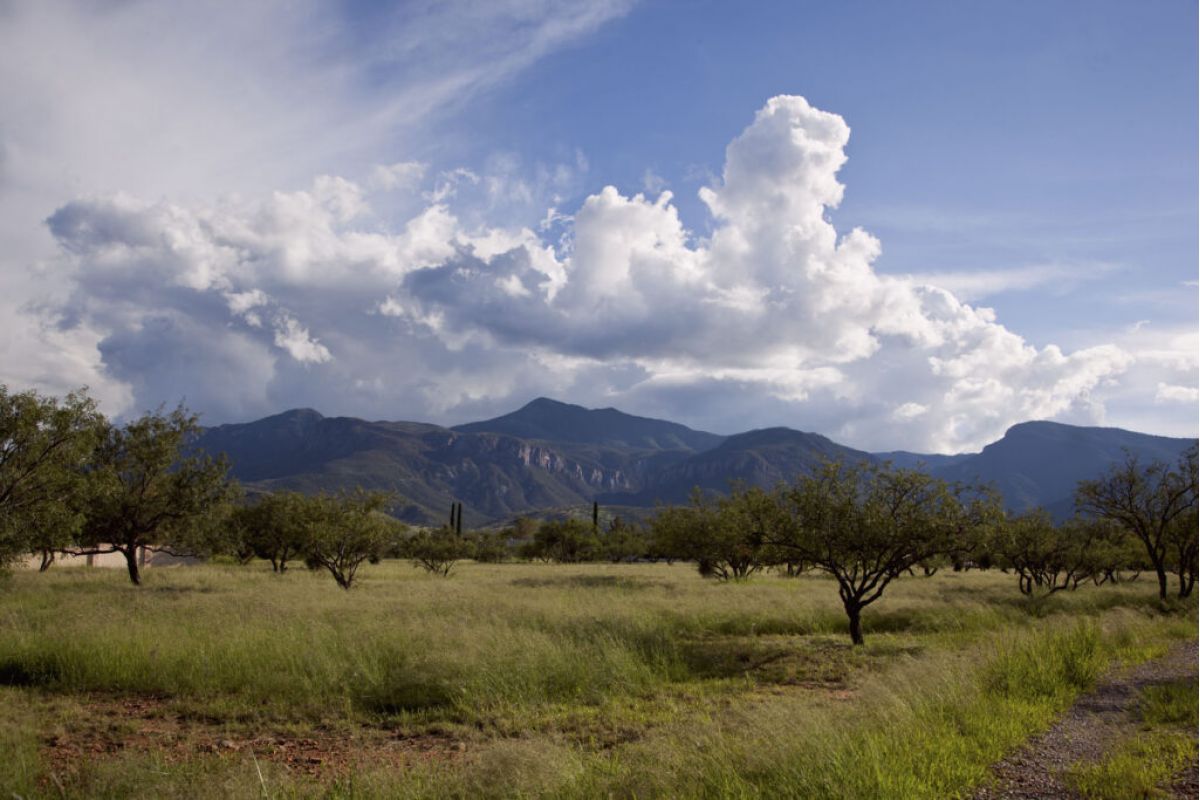 Grassy field with scattered trees, distant mountains, and a blue sky filled with billowing clouds—perfect for the 2025 Cochise Cowboy Poetry.