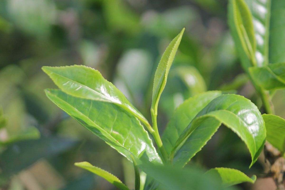 Close-up of fresh green tea leaves, highlighting the wellness benefits of tea against a blurred green background.