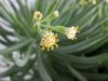 Close-up of a green succulent plant with small white and yellow flowers—perfect for low-water perennials or desert container ideas.