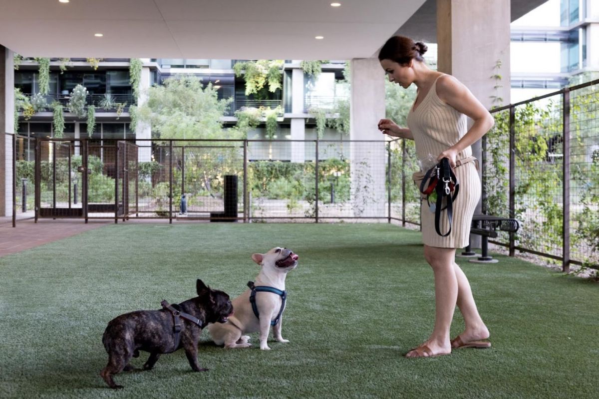 A woman trains two small dogs on grass in an outdoor area, holding their leashes and giving a command.
