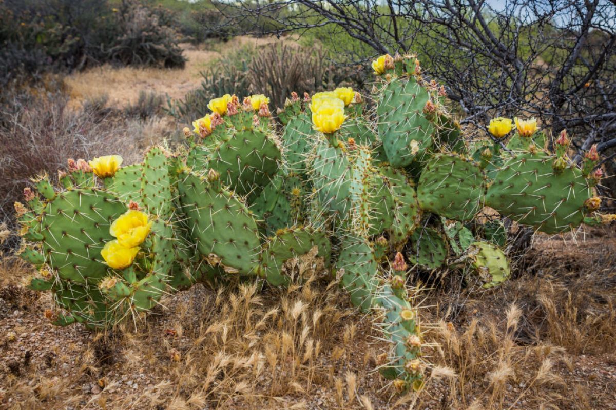 Prickly pear cactus with yellow flowers blooming while exploring the dry desert landscape of Scottsdale’s McDowell Sonoran Preserve.