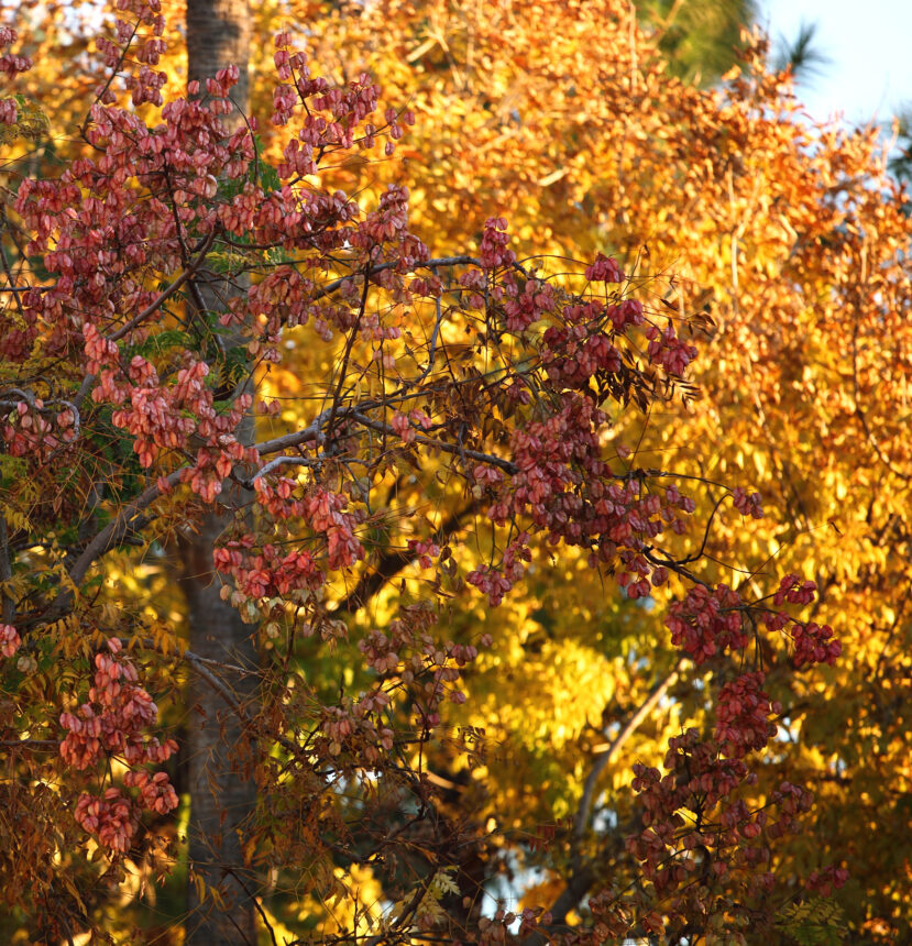 Branches with red seed pods glow in sunlight, set against vibrant yellow Sonoran foliage capturing rich fall flavors.