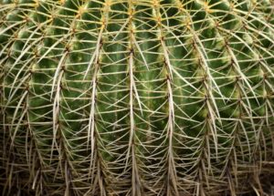 Close-up of a green cactus, perfect for desert container ideas, covered in dense, sharp, yellowish spines arranged in vertical rows.