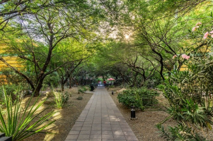 A paved walkway surrounded by lush green trees and plants under a bright, sunny sky.