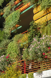 A building facade covered with lush green plants and colorful flowers on balconies.